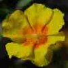 Helianthemum Ben Fhada - abriachan nurseries